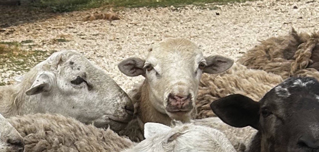 Lamb group